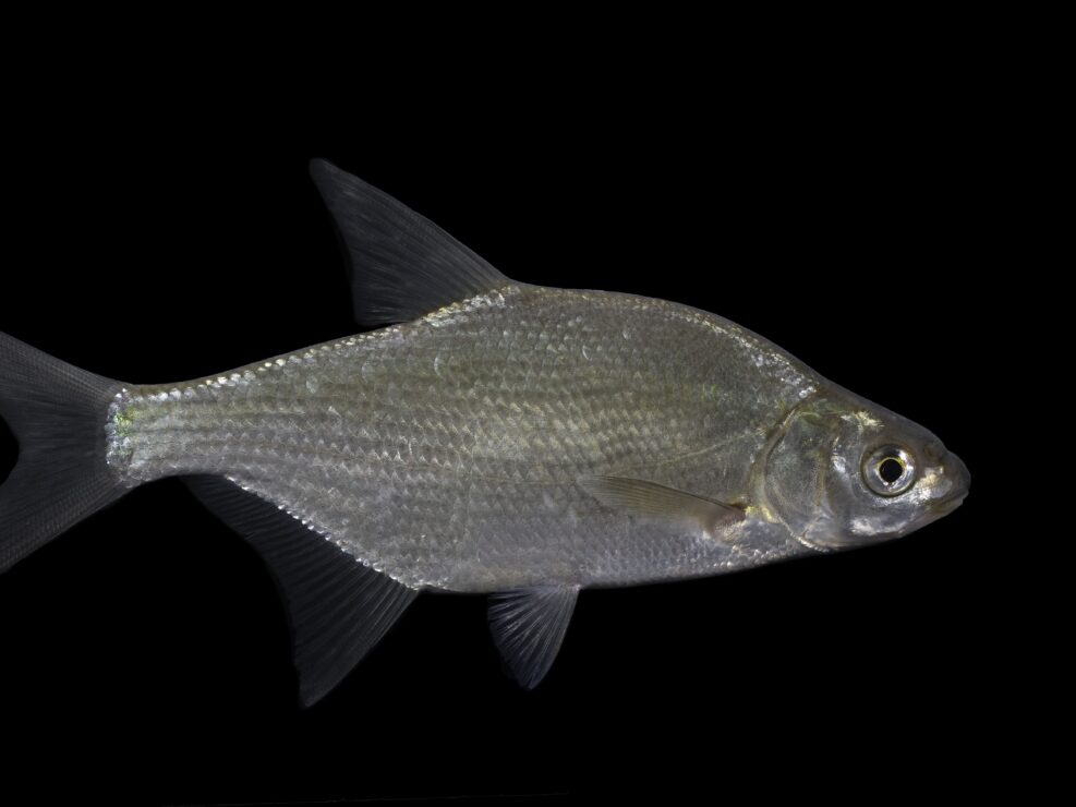 Bream