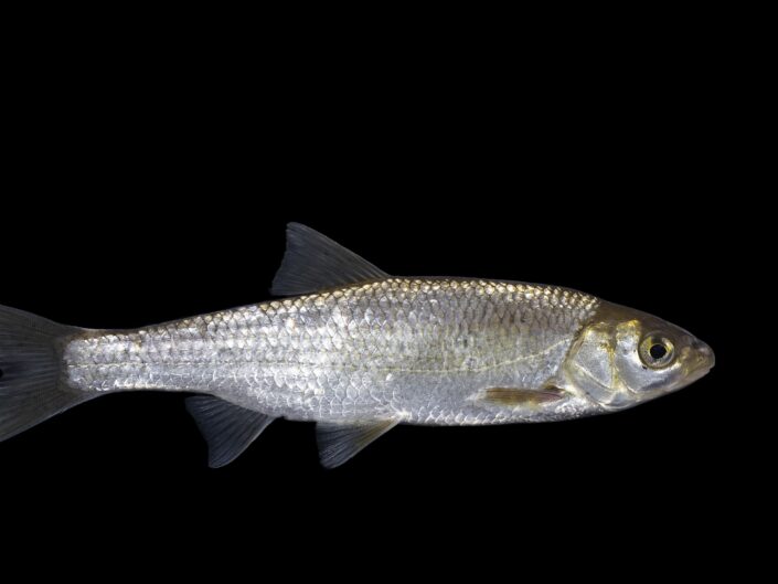 Common dace