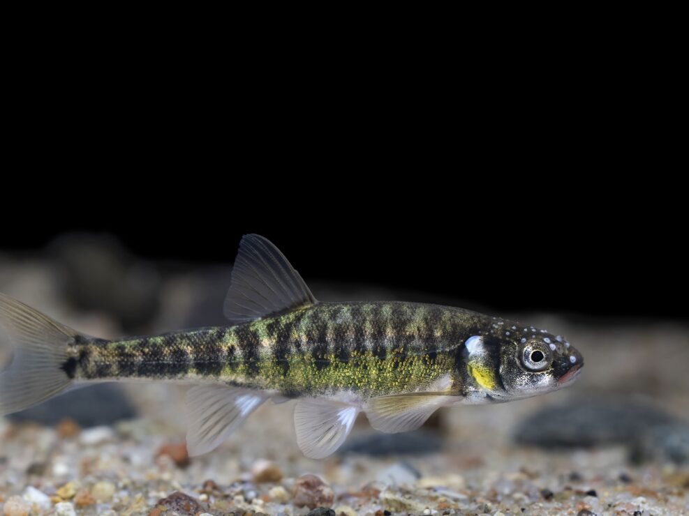 Eurasian minnow