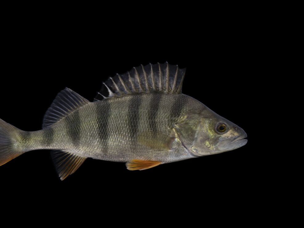 European perch