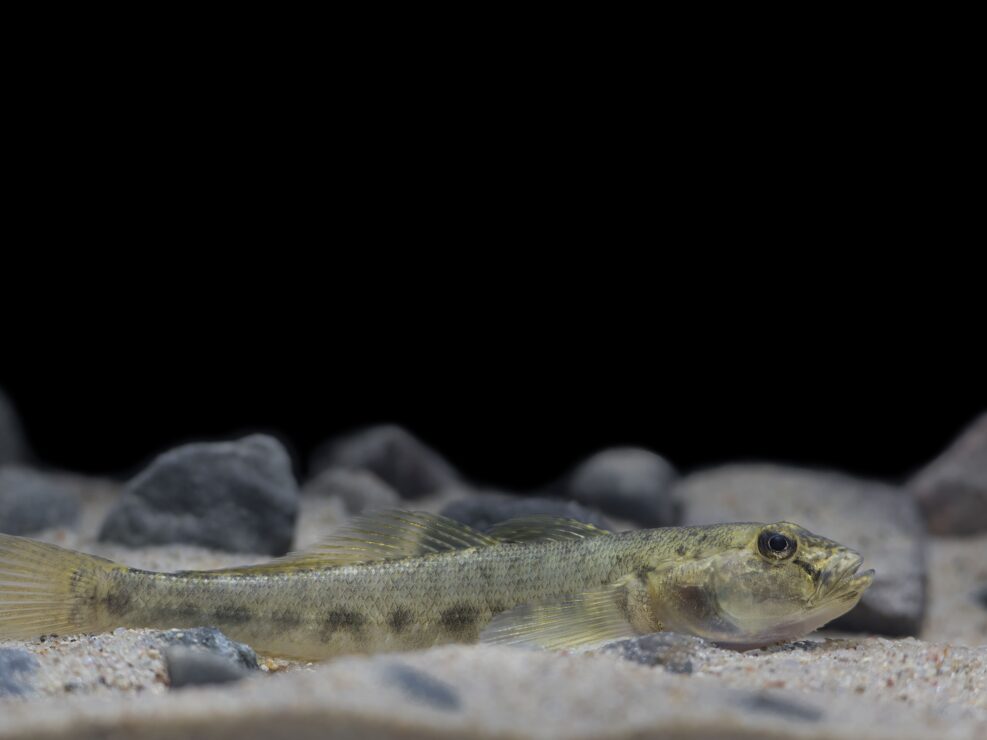 Monkey goby