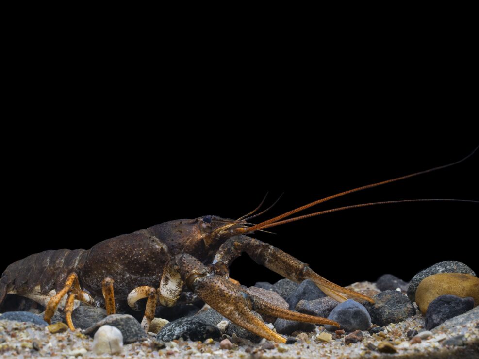 Narrow-Clawed Crayfish