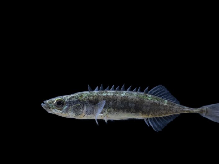 Ninespine stickleback