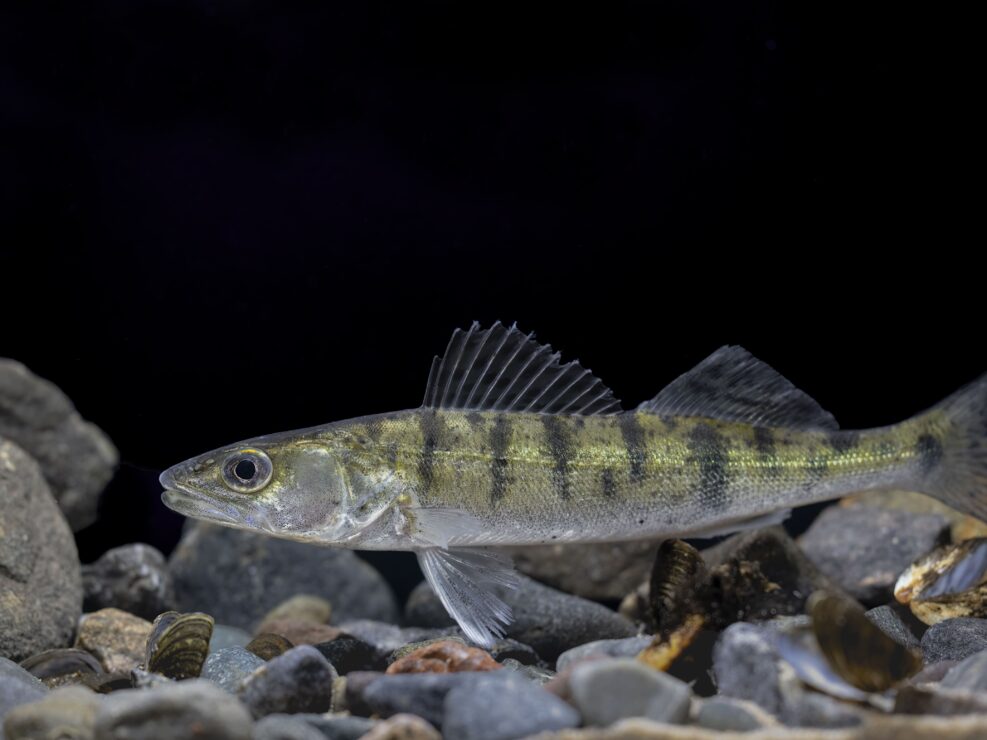 Pikeperch