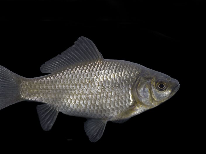 Prussian carp