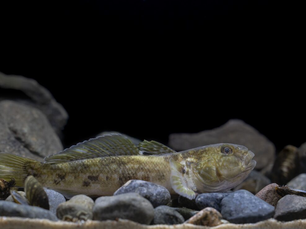 Round goby