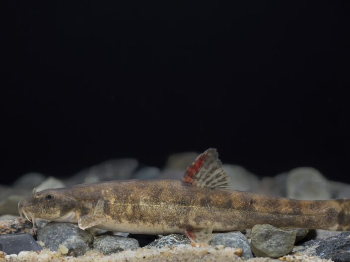 Stone loach