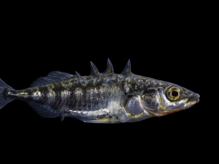 Three spined stickleback