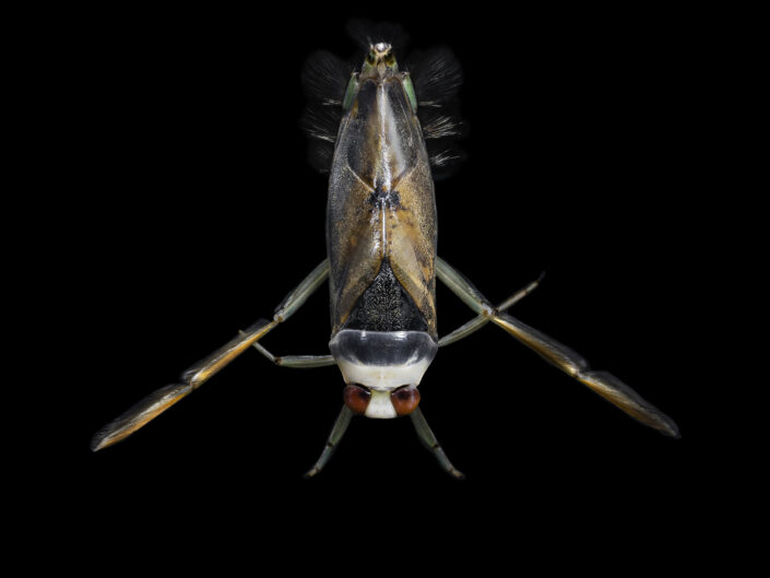 Common backswimmer