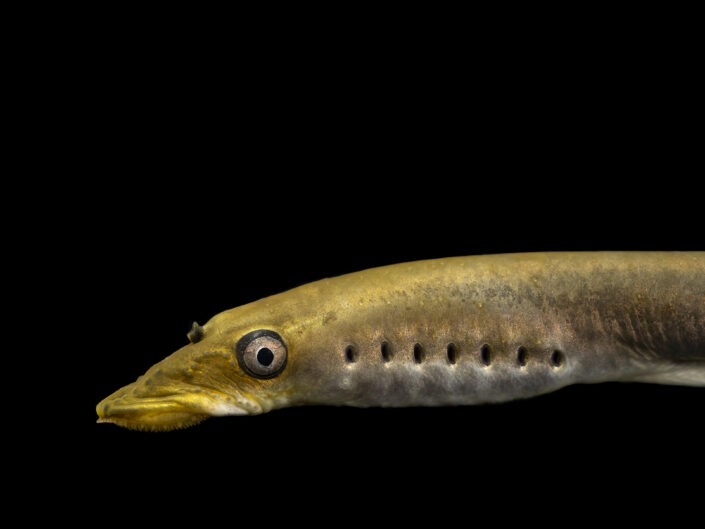 Brook lamprey