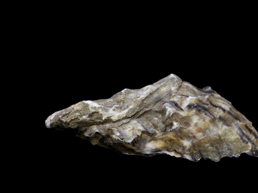 Pacific oyster
