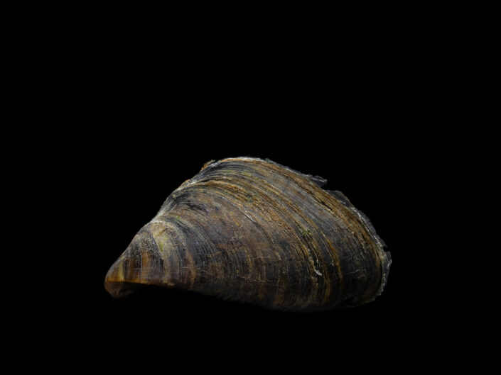 Zebra mussel