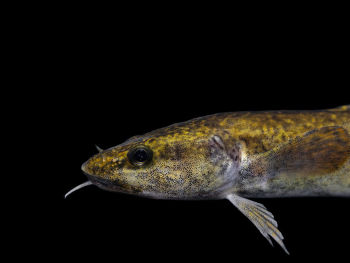 Burbot