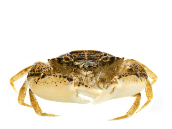 Harris Mud Crab